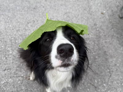 Bild 16 aus  S'Landhäuschen