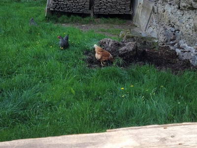 Bild 25 aus  Rosspointnerhof