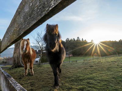 Bild 8 aus  Riedhof-Zuahaus