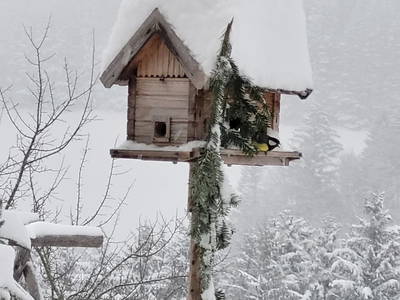 Bild 37 aus  Kräuterhof Miesrigl