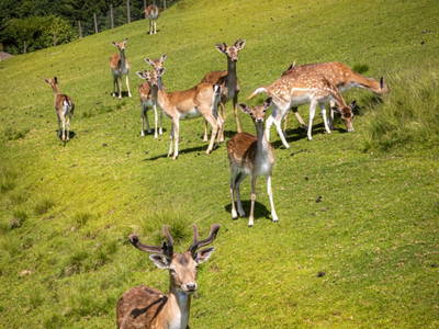 Bild 24 aus  Bachrain - Bio am Berg 