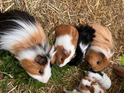 Bild 195 aus  Landhaus  Aigner 