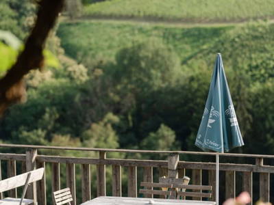 Bild 13 aus  Weingut Koller