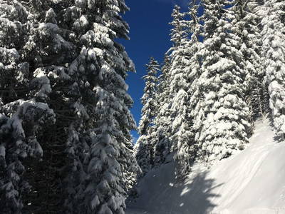 Bild 40 aus  Waldhäuslhütte