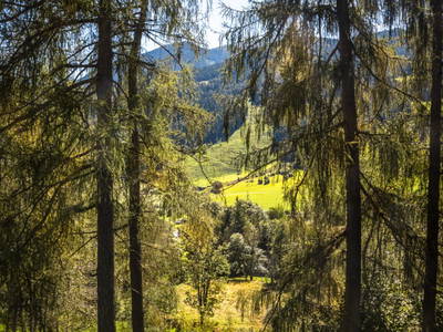 Bild 58 aus  Viehhofgut