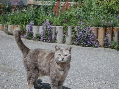 Bild 63 aus  Ferienwohnung Biohof Brandner