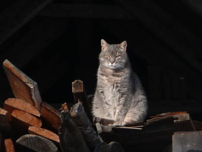 Bild 64 aus  Bauernhof  Pichler