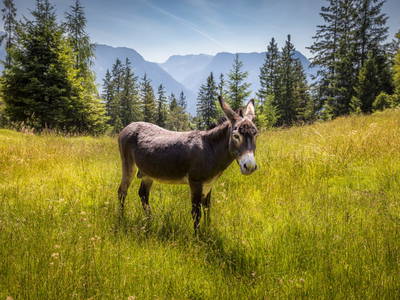 Bild 125 aus  Bachrain - Bio am Berg 