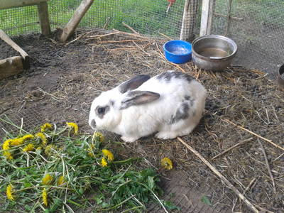 Bild 25 aus  Zwanzgerhof