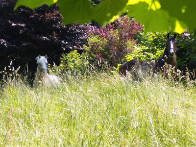 Bild 14 aus  Pferdehof Gugganig