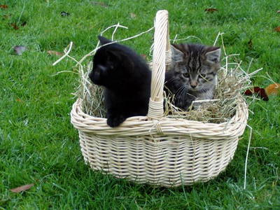 Bild 14 aus  Unterfürberg-Hof