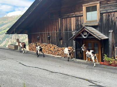 Bild 153 aus  Schlosswirt