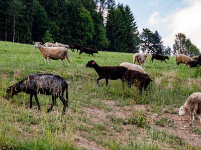Bild 32 aus  Fuchs und Hase