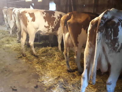 Bild 39 aus  Schwarzenbichlalm