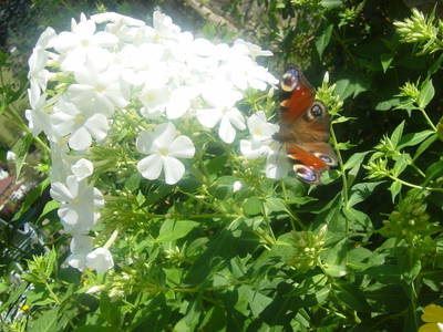 Bild 47 aus  Ployergut