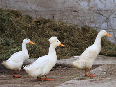 Bild 62 aus  Bergbauernhof Stauder, vlg. Oberrauter