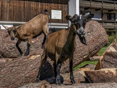 Bild 30 aus  Hagerhof