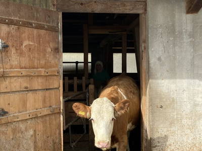 Bild 158 aus  Erbhof Hinting + Appartementhaus Hinting