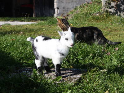 Bild 21 aus  Ferienhof Mittermair