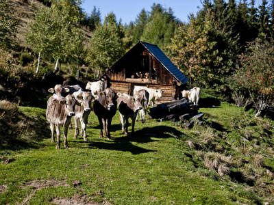 Bild 8 aus  Größingalm