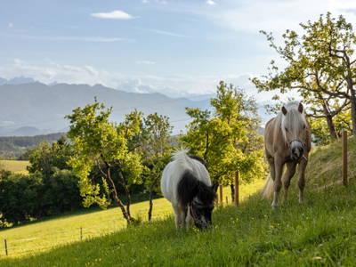 Bild 8 aus  Pleschinhof