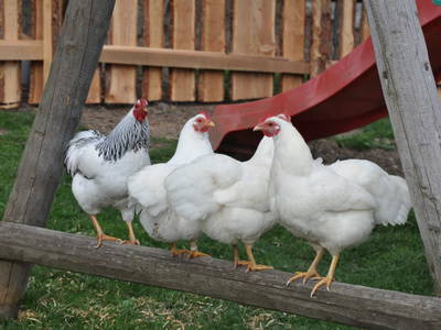 Bild 262 aus  Tritscherhof