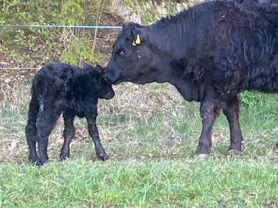Bild 73 aus  Biohof Obereibensteiner