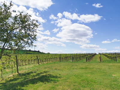 Bild 16 aus  Urlaub beim Winzer - Fam. Wissmann