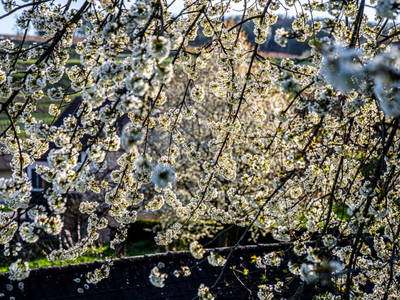 Bild 6 aus  Naturgartenurlaub - Steffis Ferienwohnungen