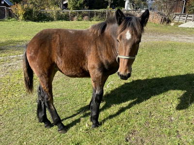 Bild 72 aus  Schlickenhof