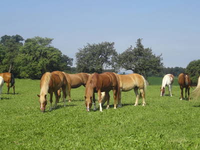 Bild 54 aus  Schönlehenhof