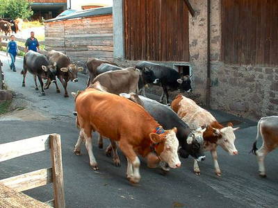 Bild 7 aus  Platzerhof