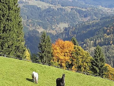 Bild 43 aus  Steinacher