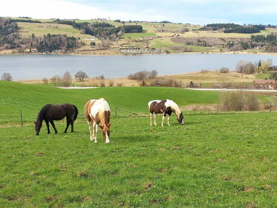 Bild 173 aus  Roiderhof am Irrsee
