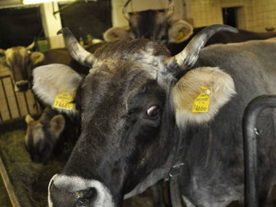 Bild 20 aus  Mühlehof Ennemoser