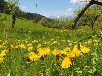 Bild 22 aus Biohof Schöttelbauer