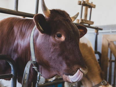 Bild 32 aus  Thomanhof