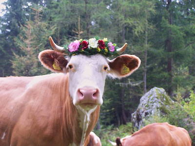 Bild 22 aus  Weifer Biobauernhof