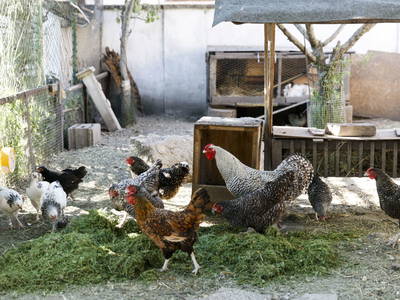 Bild 27 aus  Ferienhof & Ferienwohnungen Büller