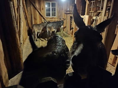 Bild 60 aus  Schlosswirt Chalets