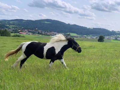 Bild 58 aus  Bio- und Reiterhof Gollner