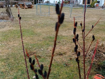 Bild 265 aus  Bräuhauser