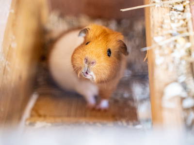 Bild 39 aus  LandSelection Gut Gaarz