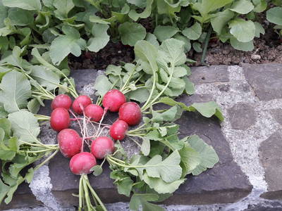 Bild 23 aus  Haus Elfriede