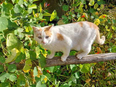 Bild 89 aus  Forstnighof