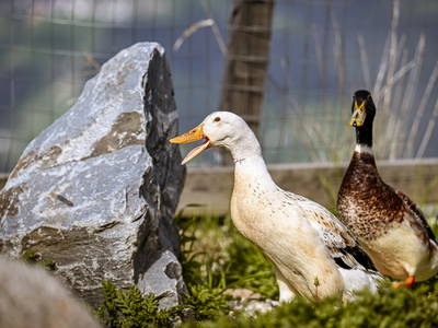 Bild 44 aus  Kircherhof