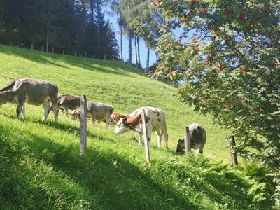 Bild 95 aus  Hartlgut