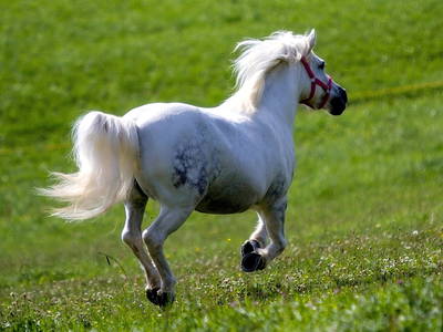 Bild 66 aus  Schönlehenhof