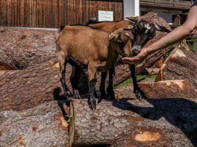 Bild 169 aus  Hagerhof