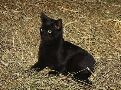 Bild 13 aus  Der BiscHOF in Mellau